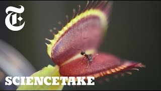 Venus Flytraps Use Internal Stopwatch to Capture Prey  ScienceTake [upl. by Anomas]