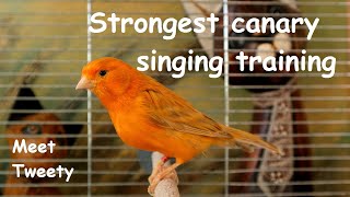 The strongest canarys singing to listen to and to tease female canaries at mating [upl. by Melvena]